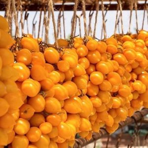 POMODORO PONDEROSA SELEZIONE PIENNOLO GIALLO NR.100 SEMI