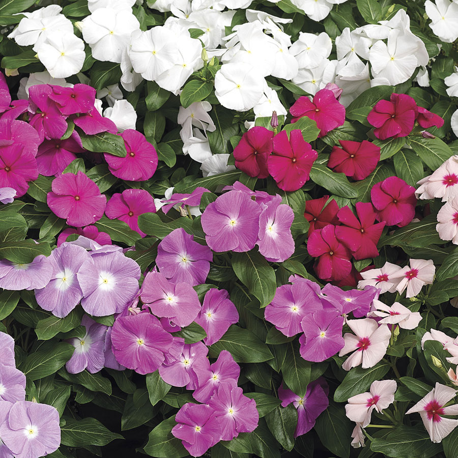 VINCA CORA CASCADE MIX NR.1000 SEMI
