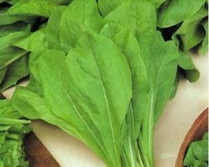 CHICORY LARGE LEAVED ( CICHORIUM INTIBUS ) SPADONA KG 1