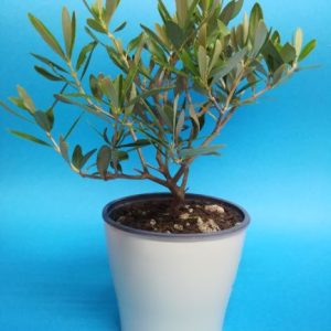 NR.2 PIANTE VERE DI OLIVO ALBERELLO BONSAI ULIVO