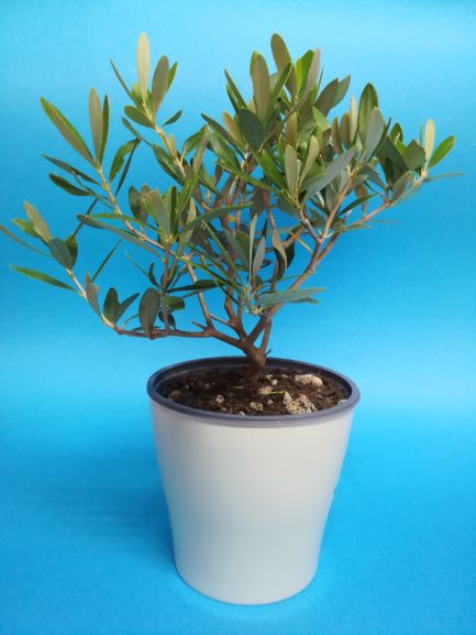 NR.2 PIANTE VERE DI OLIVO ALBERELLO BONSAI ULIVO
