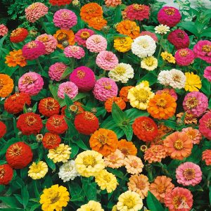 ZINNIA NANA THUMBELINA MISCUGLIO GR.10