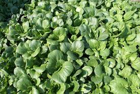 PE-TSAI CABBAGE CHINESE, PEKKING CABBAGE ( BRASSICA PEKINESIS) WONG BOG