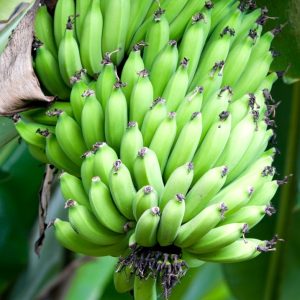 PIANTA DI BANANO NR.1 SEME