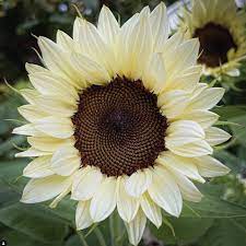 A - 85698 GIRASOLE F.1 PROCUT NITE WHITE 15 SEMI