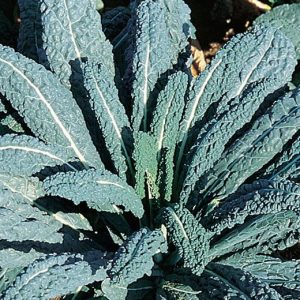 CAVOLO NERO DI TOSCANA NR.300 SEMI
