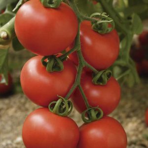 POMODORO MOVIDA NR.1000 SEMI