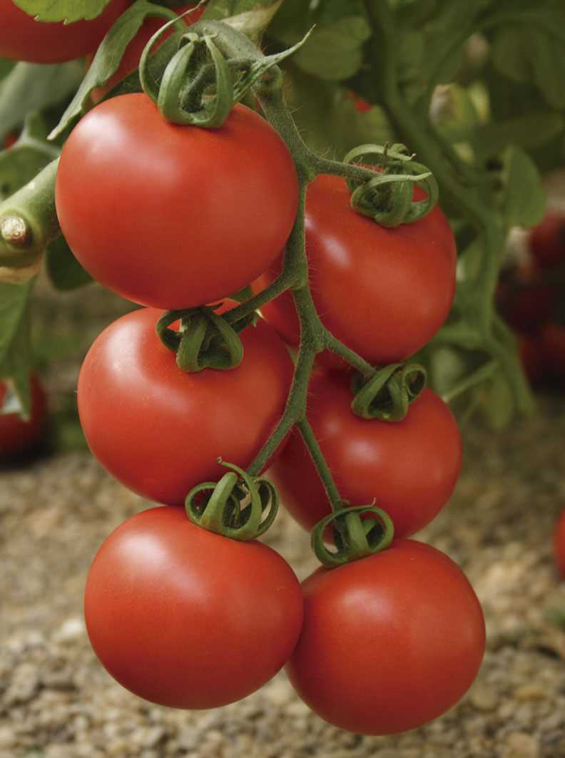 POMODORO MOVIDA NR.1000 SEMI