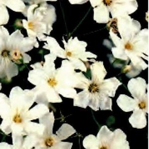 SAPONARIA VACCARIA BIANCO GR.250