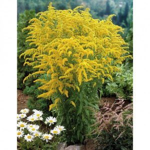SOLIDAGO CANADENSIS NR.100 SEMI