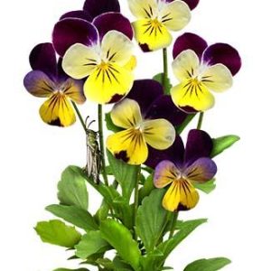 VIOLA CORNUTA HELEN MOUNT NR.100 SEMI