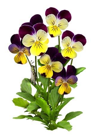 VIOLA CORNUTA HELEN MOUNT NR.100 SEMI