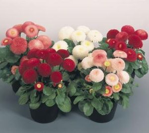 BELLIS TASSO MIX NR.1000 SEMI