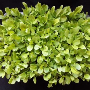 CICORIA ITALICO MICROGREENS 1 BUSTA EURO 1