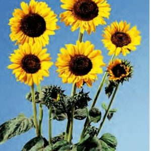 GIRASOLE SORAYA NR.1000 SEMI