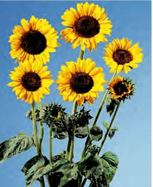 GIRASOLE SORAYA NR.1000 SEMI