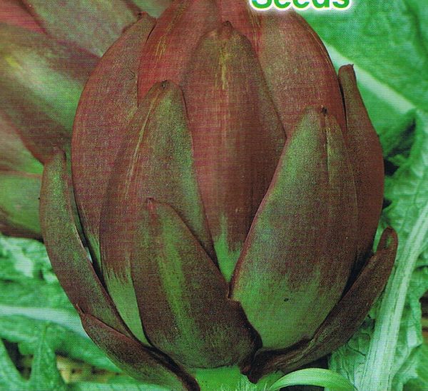 CARCIOFO VIOLETTO DI ROMAGNA NR.25 SEMI