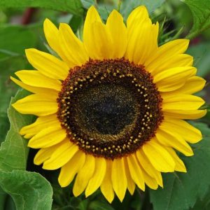 GIRASOLE DOMINO NR.200 SEMI