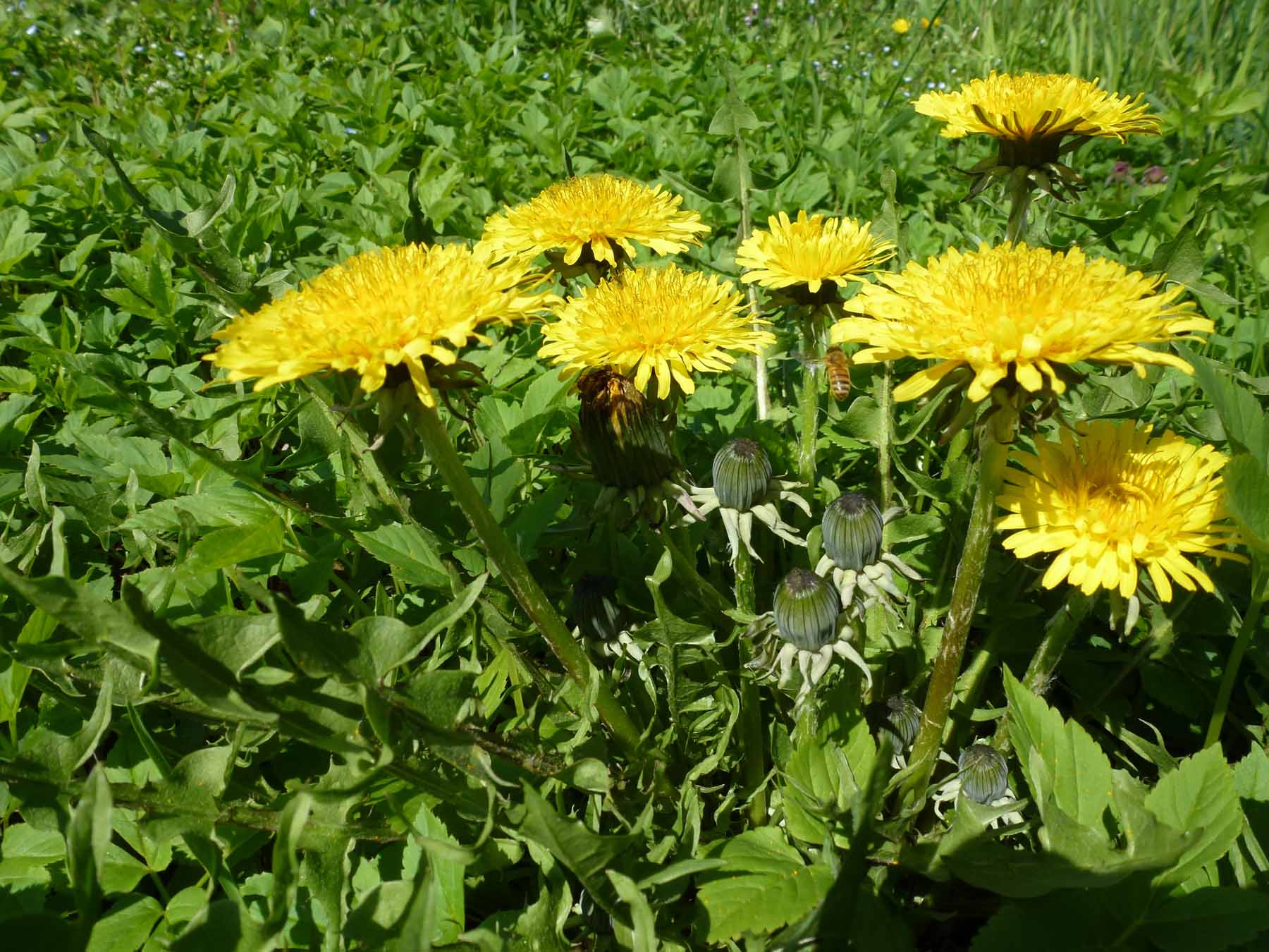 TARASSACO - DENTE DI LEONE GR 1