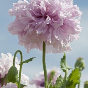 A-7005 PAPAVERO A FIOR DI PEONIA LILLA NR.50 SEMI