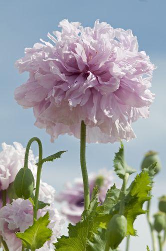 A-7005 PAPAVERO A FIOR DI PEONIA LILLA NR.50 SEMI