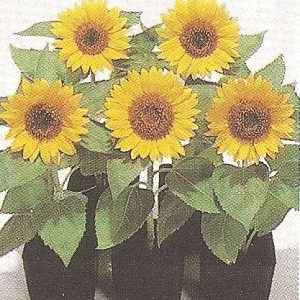 GIRASOLE NANO BIG SMILE NR.1000 SEMI