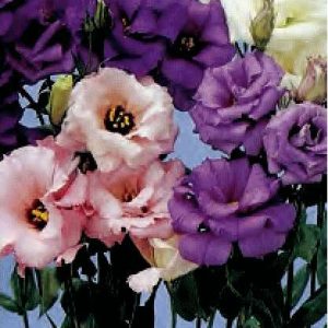 LISIANTHUS F.1 ECHO  NR.1000 SEMI