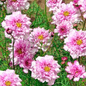 COSMEA DOUBLE CLICK ROSA NR.1000 SEMI