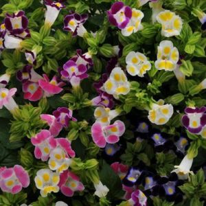 TORENIA NR.15 SEMI
