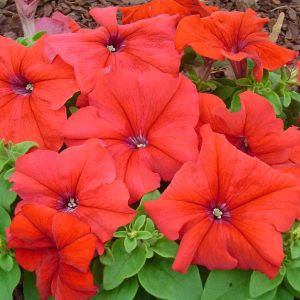 PETUNIA LIMBO ROSSO NR.1000 SEMI PILL.