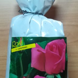 PIANTA DI ROSA A GRANDI FIORI COLORE ROSA A RADICE NUDA