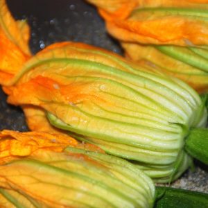ZUCCHINO DA FIORI NR.50 SEMI
