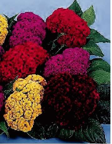 CELOSIA EXTRA NANA MISCUGLIO GR.10