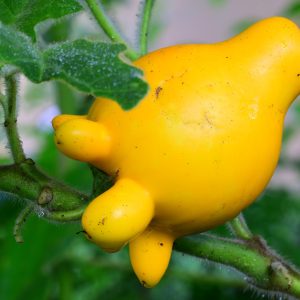 SOLANUM MAMMOSUM 10 SEMI