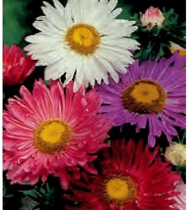 ASTER SEMPLICE A FIOR DI GERBERA MISCUGLIO GR.10