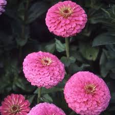 ZINNIA A FIOR DI DAHLIA ROSA CONFETTO NR.100 SEMI