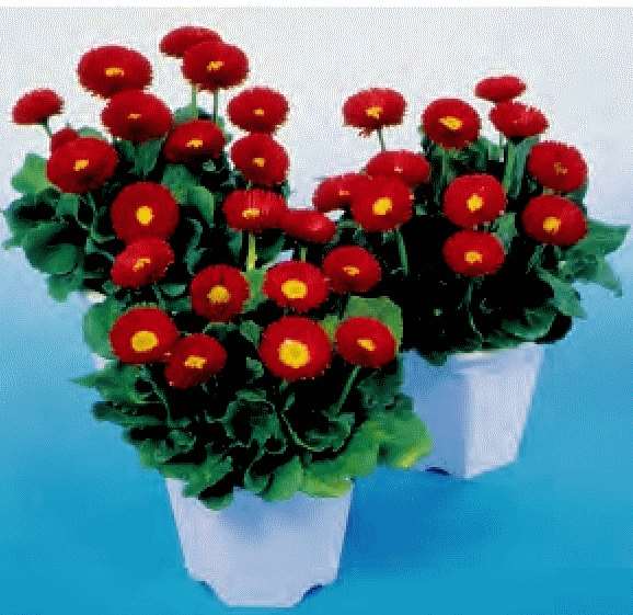 BELLIS SPEEDSTAR ROSSO NR.1000 SEMI