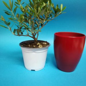 NR.1 PIANTA VERA DI OLIVO CON VASO DI TERRACOTTA