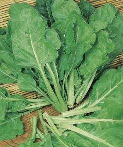 SWISS CHARD ( BETA VULGARIS) WINTER PDF WHITE KG 1