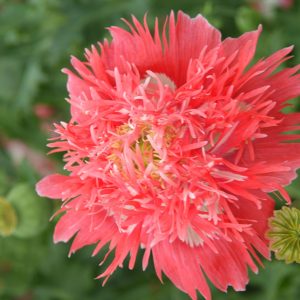 PAPAVERO FRANGIATO ROSA NR.50 SEMI