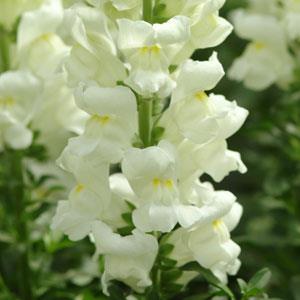 BOCCA DI LEONE / ANTIRRHINUM F1 MARYLAND IVORY WHITE NR.1000 SEMI