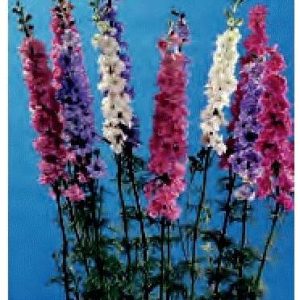 DELPHINIUM SUPREMO MISCUGLIO GR.25