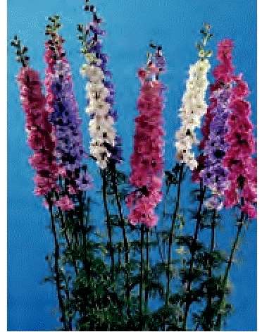 DELPHINIUM SUPREMO MISCUGLIO GR.25