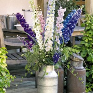 DELPHINIUM GIGANTE PACIFIC MISCUGLIO NR.1000