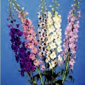 DELPHINIUM GIG.PACIFIC MISCUGLIO NR.50 SEMI