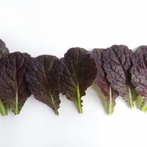 MUSTARD ( BRASSICA JUNCEA ) RED GIANT KG 1