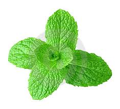 MENTA PIPERITA GR.10