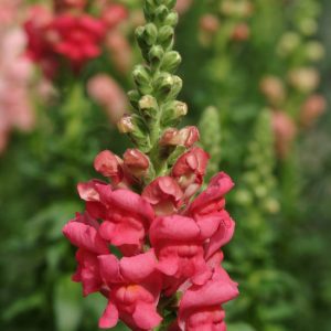 BOCCA DI LEONE / ANTIRRHINUM F1 POTOMAC ROSA CILIEGIA NR.1000 SEMI