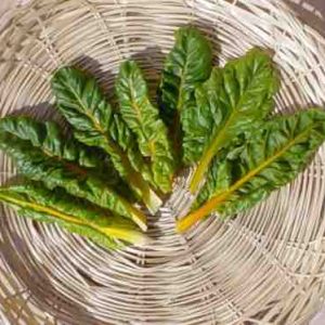 SWISS CHARD ( BETA VULGARIS) YELLOW KG 1