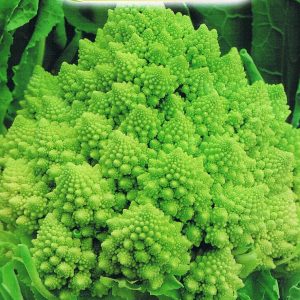 CAVOLFIORE ROMANESCO NR.300 SEMI